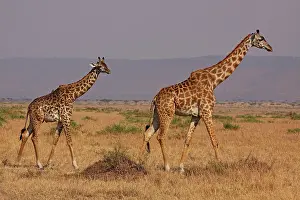 Tippelski: Masai Giraffe - family