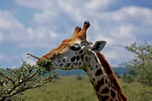 310517: Masai Giraffe feeding 3 169