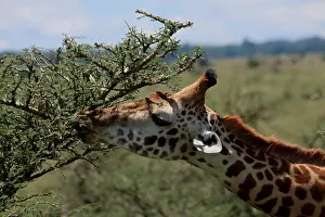 310517: Masai Giraffe feeding 3 170