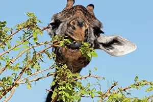 Tippelski: Masai Giraffe - feeding on leaves