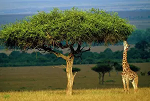 Tippelski: Masai Giraffe - feeding from tree