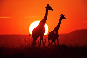 Giraffe: Masai giraffe (Giraffa c. tippelskirchi) Masai Mara