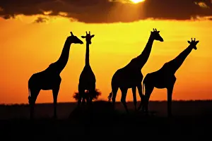 Giraffe: Masai giraffe (Giraffa c. tippelskirchi) Masai Mara