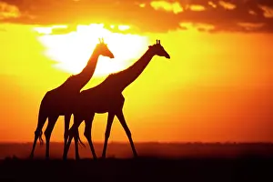 Giraffe: Masai giraffe (Giraffa c. tippelskirchi) Masai Mara