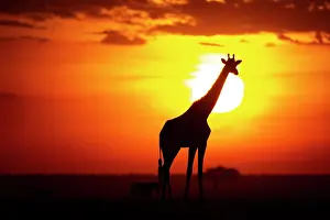 Giraffe: Masai giraffe (Giraffa c. tippelskirchi) Masai Mara
