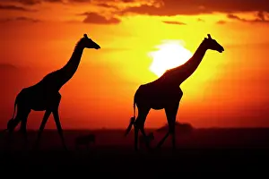 Giraffe: Masai giraffe (Giraffa c. tippelskirchi) Masai Mara