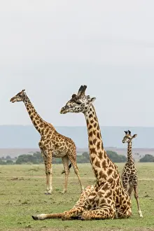 Tippelskirchi: Masai Giraffe (Giraffa cameleopardalis tippelskirchi)