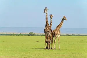 Giraffid: Masai Giraffe (Giraffa camelopardalis), three animals