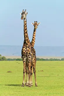 Giraffid: Masai Giraffe (Giraffa camelopardalis), two animals