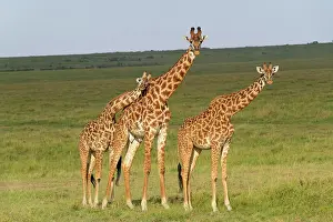 Giraffid: Masai Giraffe (Giraffa camelopardalis), three animals