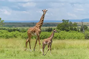 Giraffid: Masai Giraffe (Giraffa camelopardalis), female with