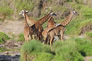 Giraffid: Masai Giraffe (Giraffa camelopardalis), group of