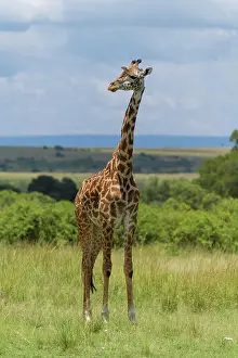 Giraffid: Masai Giraffe (Giraffa camelopardalis), Masai Mara