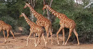 Giraffe: Masai Giraffe (giraffa camelopardalis tippelskir