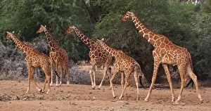 Giraffe: Masai Giraffe (giraffa camelopardalis tippelskir