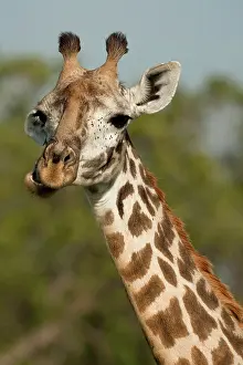 Tallest: Masai Giraffe, Giraffa camelopardalis tippelskirchi