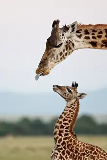Tippelskirchi: Masai Giraffe (Giraffa camelopardalis tippelskirchi)