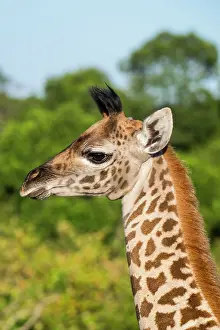 Tippelskirchi: Masai Giraffe (Giraffa camelopardalis tippelskirchi)