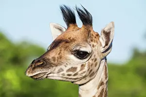 Tippelskirchi: Masai Giraffe (Giraffa camelopardalis tippelskirchi)