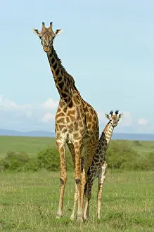 Tippelskirchi: Masai Giraffe (Giraffa camelopardalis tippelskirchi)