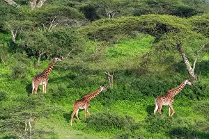 Tippelskirchi: Masai giraffe (Giraffa camelopardalis tippelskirchi)