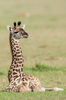 Tippelskirchi: Masai giraffe (Giraffa camelopardalis tippelskirchi)