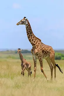 Tippelskirchi: Masai giraffe (Giraffa camelopardalis tippelskirchi)