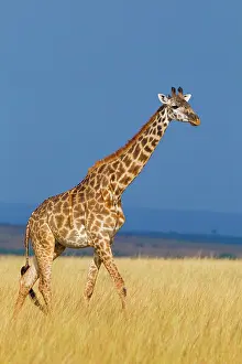 Tippelskirchi: Masai giraffe (Giraffa camelopardalis tippelskirchi)