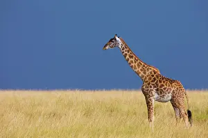 Tippelskirchi: Masai giraffe (Giraffa camelopardalis tippelskirchi)