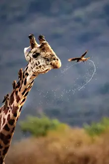 Thirst: Masai giraffe (Giraffa camelopardalis tippelskirchi)