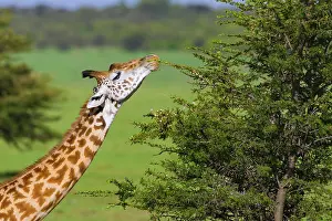 Narok: Masai giraffe (Giraffa camelopardalis tippelskirchi)