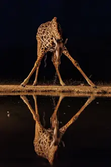 Paysage: Masai giraffe (Giraffa tippelskirchi), also spelled Maasai giraffe
