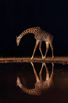 Paysage: Masai giraffe (Giraffa tippelskirchi), also spelled Maasai giraffe
