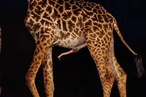 Paysage: Masai giraffe (Giraffa tippelskirchi), also spelled Maasai giraffe