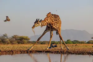 Paysage: Masai giraffe (Giraffa tippelskirchi), also spelled Maasai giraffe