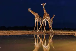 Paysage: Masai giraffe (Giraffa tippelskirchi), also spelled Maasai giraffe