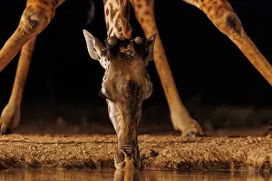 Paysage: Masai giraffe (Giraffa tippelskirchi), also spelled Maasai giraffe