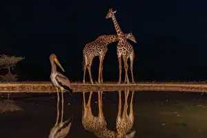 Paysage: Masai giraffe (Giraffa tippelskirchi), also spelled Maasai giraffe