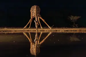 Paysage: Masai giraffe (Giraffa tippelskirchi), also spelled Maasai giraffe