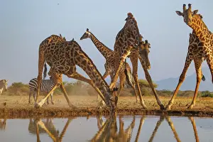Paysage: Masai giraffe (Giraffa tippelskirchi), also spelled Maasai giraffe