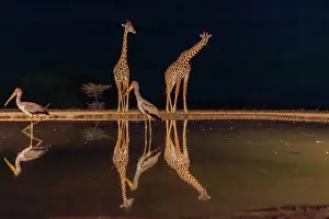 Paysage: Masai giraffe (Giraffa tippelskirchi), also spelled Maasai giraffe