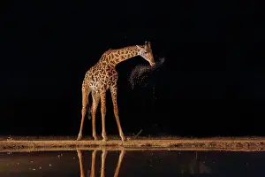 Paysage: Masai giraffe (Giraffa tippelskirchi), also spelled Maasai giraffe