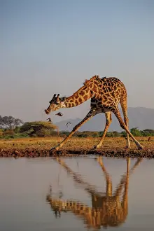 Paysage: Masai giraffe (Giraffa tippelskirchi), also spelled Maasai giraffe