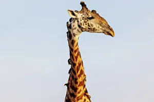 Paysage: Masai giraffe (Giraffa tippelskirchi), also spelled Maasai giraffe