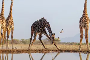 Paysage: Masai giraffe (Giraffa tippelskirchi), also spelled Maasai giraffe