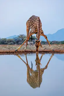 Paysage: Masai giraffe (Giraffa tippelskirchi), also spelled Maasai giraffe