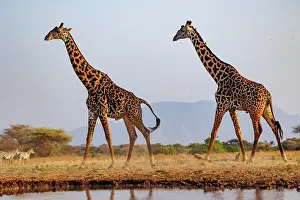 Paysage: Masai giraffe (Giraffa tippelskirchi), also spelled Maasai giraffe