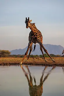 Paysage: Masai giraffe (Giraffa tippelskirchi), also spelled Maasai giraffe