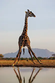 Paysage: Masai giraffe (Giraffa tippelskirchi), also spelled Maasai giraffe