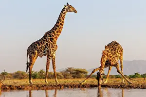 Paysage: Masai giraffe (Giraffa tippelskirchi), also spelled Maasai giraffe
